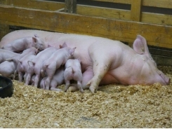 Study shows higher protein levels in sow diets benefits litter