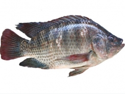 Low-cost enzymes may offer digestion boost to tilapia