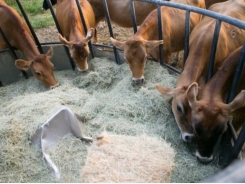 Lipid, starch combo may boost feed efficacy and cut gas in cattle