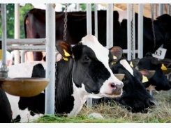Rumen-protected folic acid may boost dairy cattle production, reproduction