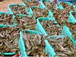 Tra Vinh: seafood exports expected to reach 352 mln USD in 2018