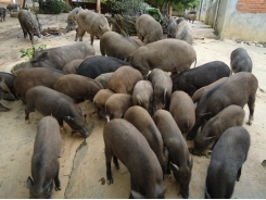 Giải pháp nâng cao năng suất chăn nuôi lợn rừng
