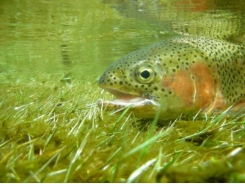 High-oil residue camelina may support growth in farmed rainbow trout