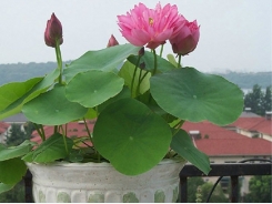 Kỹ thuật trồng cây Sen mini Nhật tại nhà đẹp ngan ngát hương thơm