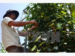 Pepper industry prioritises quality