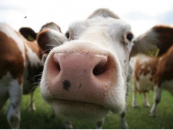 Rounding up a cattle virus in human noses