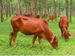 Yeast strains may offer potential as feed additives in face of mycotoxin, pathogen presence