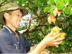 Cashew sector moves back for stepping beyond