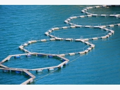 Periphyton availability in tilapia production may boost weight gain, reduce feed use