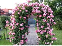 Kỹ thuật trồng cây hoa hồng leo Thái cho tường nhà nổi bật sắc hương