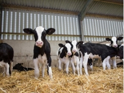 Is tree bark the remedy for diarrhea in calves?