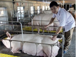 Bỏ phố lên rừng nuôi lợn sạch kiếm tiền tỷ mỗi năm