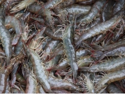 Can fermented soybean meal replace fishmeal in shrimp feed?