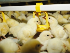 Research shows enzymes improve energy release for broilers