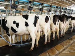 Dairy calf diets: what is the impact of nutrition on gene expression