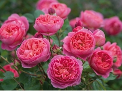 Kỹ thuật trồng cây hoa hồng ngoại trong vườn nhà đẹp miễn chê
