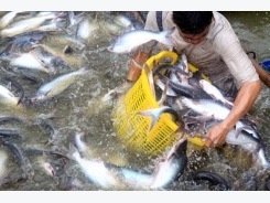 Kỹ thuật nuôi cá basa trong bè 'lớn nhanh như thổi' lại tiết kiệm chi phí