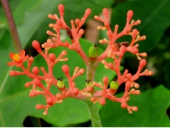 Kỹ thuật trồng cây Đỗ trọng- 'thần dược' cho những người đau lưng