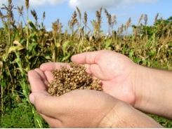 High-density feed crop planting could reduce weeds, herbicide use