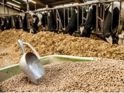 Should producers hike zinc levels in high producing dairy cows?