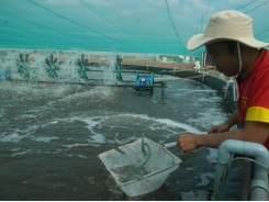 Bạc Liêu: Hiệu quả mô hình nuôi tôm siêu thâm canh