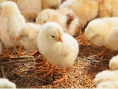 Regionally relevant probiotic may boost growth, weight gain in broilers