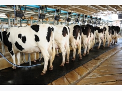 Some forage diets may need added nutrition for dairy cows