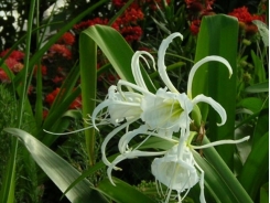 Cây bạch trinh biển nở hoa 'sáng trắng' được trồng để hút khí độc cho sân vườn