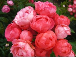 Kỹ thuật trồng cây hoa Hồng baby cho vườn nhà rực rỡ đón hè