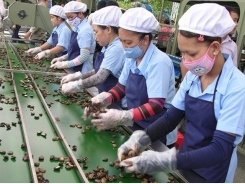Cashew industry lowers export goal