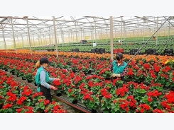 Farmers in Da Lat busy preparing for Tet holiday