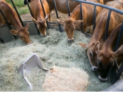 Feed efficiency improvements boost dairy sustainability
