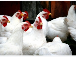 Thymol, carvacrol supplements may boost broiler growth, gut health