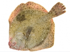 What can fish protein hydrolysate offer farmed turbot?