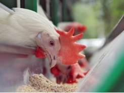 Earthworm meal and vermi-humus may boost broiler performance, gut health