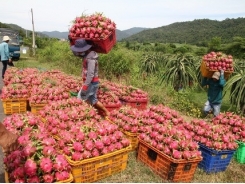 Bình Thuận to expand dragonfruit VietGAP areas