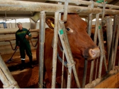 Happy farmer, happy cow