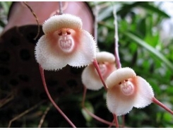 Kỹ thuật trồng hoa lan mặt khỉ độc, lạ, đẹp lôi cuốn để chưng Tết