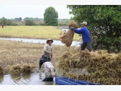 Farmers earn high profits from clean shrimp-rice cultivation