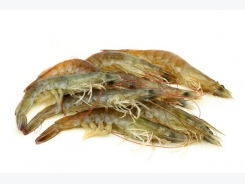 Torula yeast can replace up to 60% of fish meal in shrimp diets: study