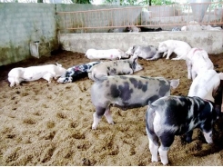 Chăn nuôi heo trên nền đệm lót sinh học