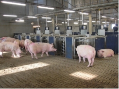 Feed size, makeup may make pig manure less explosive