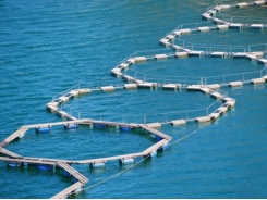 Organic selenium use boosts farmed fish health with oxidative stress challenge