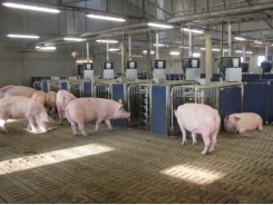 Mathematical models may support cheaper swine feed with no drop in production
