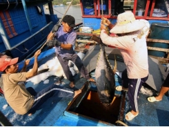 Whitebook on IUU in Việt Nam released