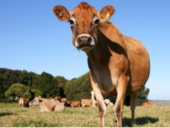 Selenium form may play role in increasing cattle fertility