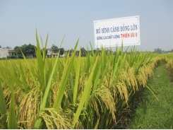 Một số lưu ý gieo trồng giống lúa Thiên ưu 8 vụ xuân 2018