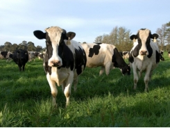Formulating diets for individual cow needs more suited to smaller scale operations