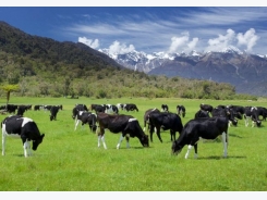 What makes a more feed efficient dairy cow?