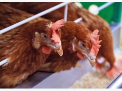 Sunflower meal may offer low-cost soybean replacing feed ingredient for laying hens